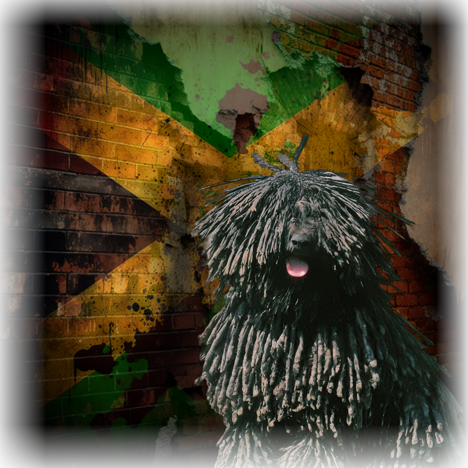 Rasta Puli: Playful Puli dog with a Jamaican reggae or Rastafarian theme on a t-shirt.